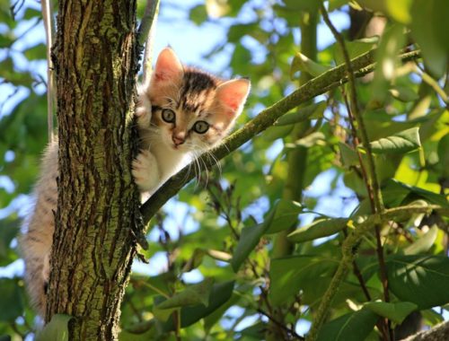 Котик на дереве