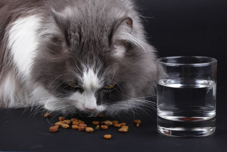 Кот ест корм для домашних животных
