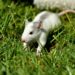 Крыса на траве