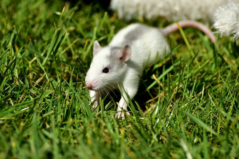 Крыса на траве