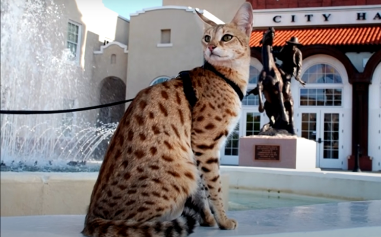 кошка породы саванна у фонтана