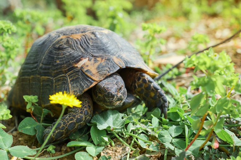 черепаха в траве