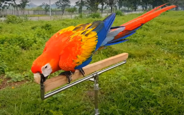 цветной попугай